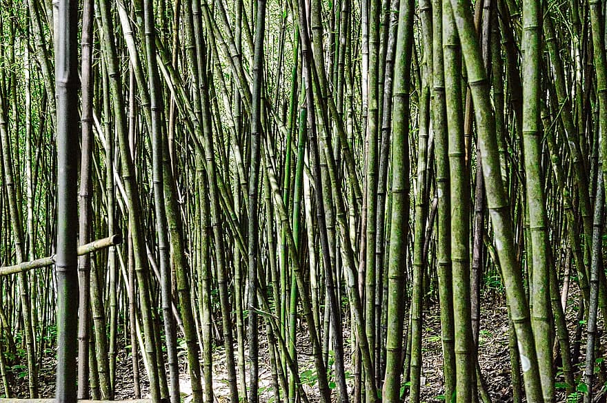 bambu, tumbuhan bawah, hutan, alam, martinique