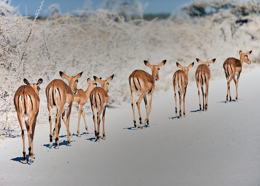 impala, animale, Safari, cireadă, Femeie, mamifere, antilopă, animale sălbatice, natură, pustie, sălbatic