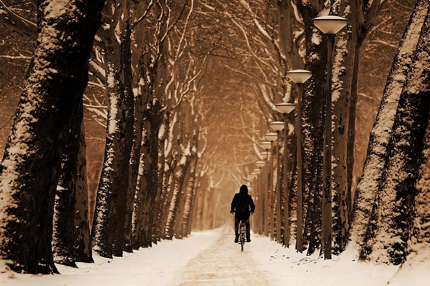 Road, Snow, Winter, Bicyclist, Silhouette, Bicycling, Trees, Nature, Night Lamps