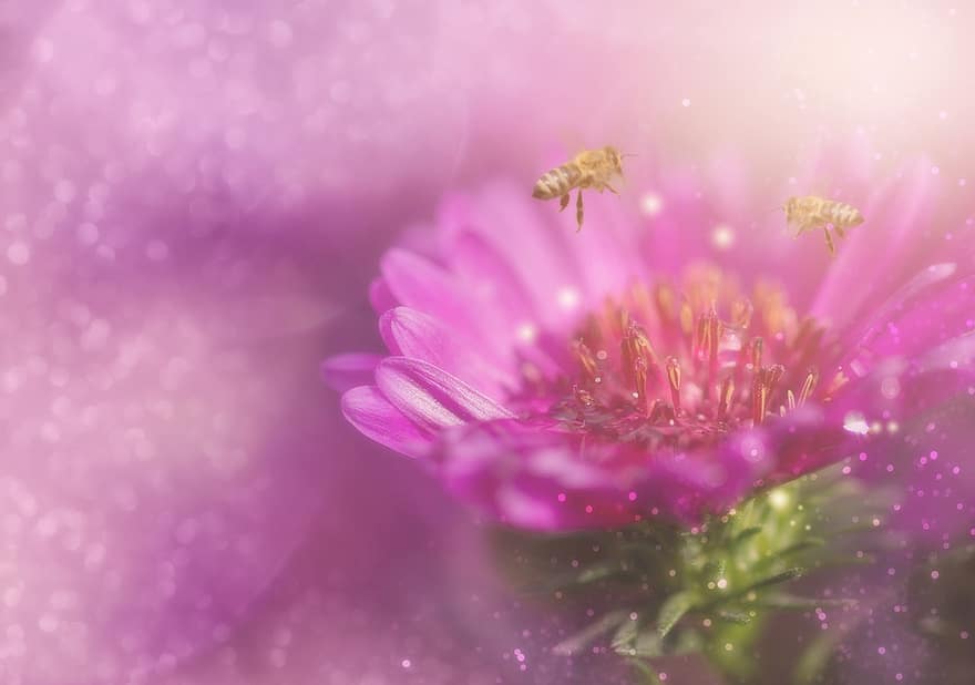blomma, aster, bin, honungsbina, insekt, bokeh, drömmande, rosa, bakgrund