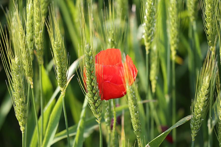 един червен мак, поле пшеница, селско стопанство, нарастващ, зърнени храни, природа