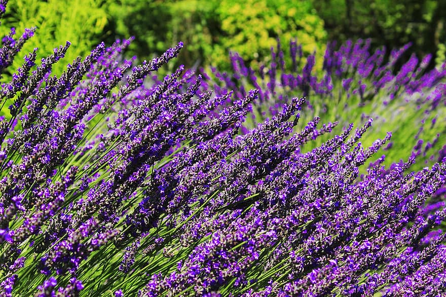Lavendel, lila, Blumen, Aroma, blühen, Pflanze, Flora, Natur, Garten, Sommer-, Blumen-