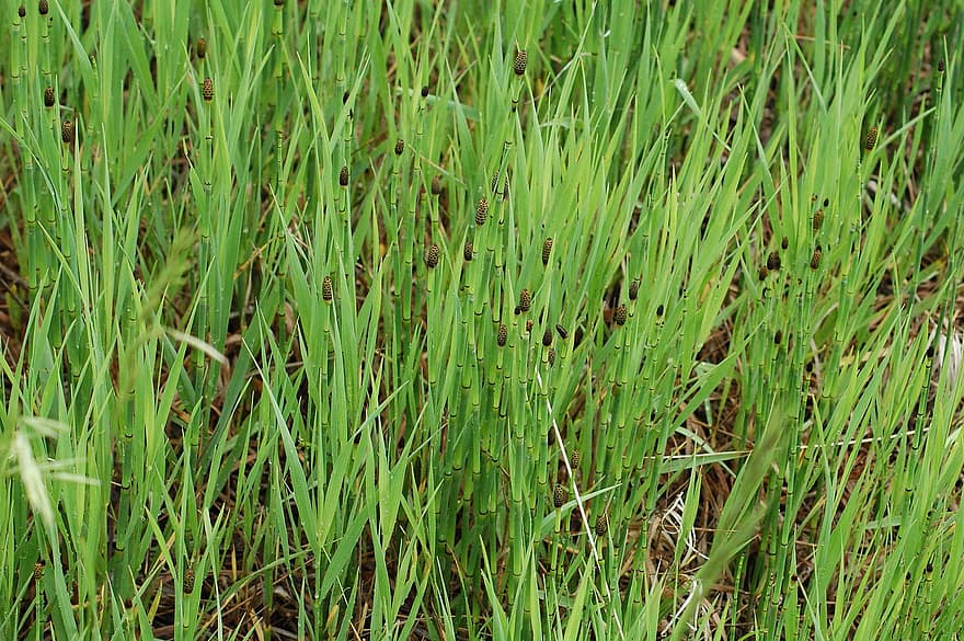 Horsetail, Grass, Plant, Green, Marsh, Summer, Field, Meadow, Nature
