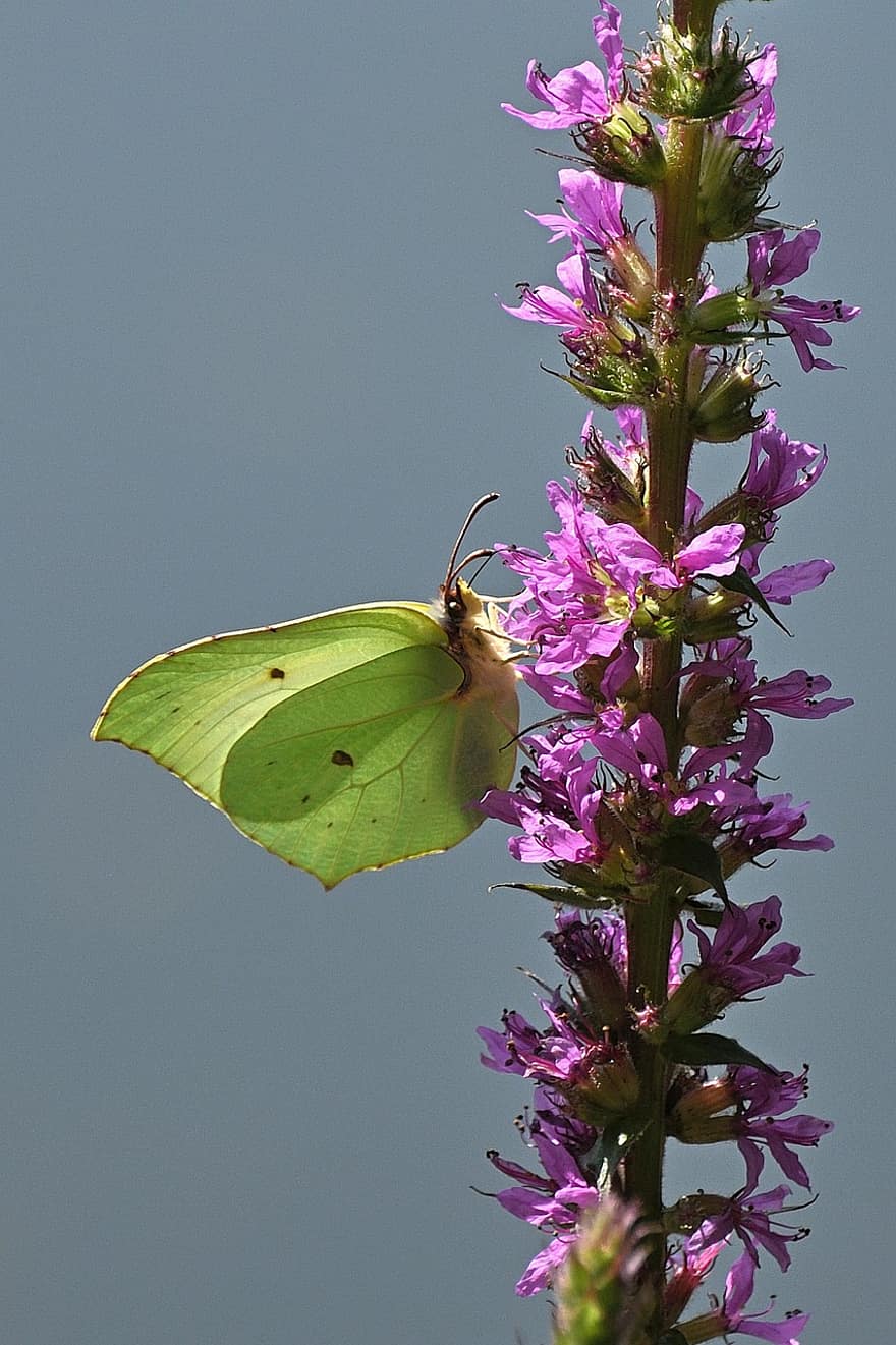 mariposa, gonepteryx rhamni, polinización, flor, floración, naturaleza, macro