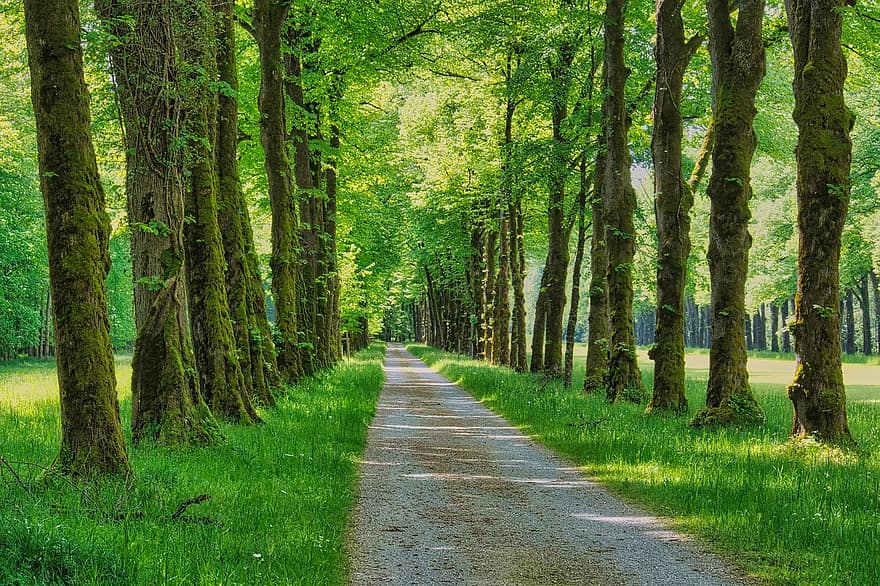 дорожка, Дорога, гравийная дорога, деревья, причудливый, проспект с деревьями, зеленый, лес, дерево, зеленого цвета, летом