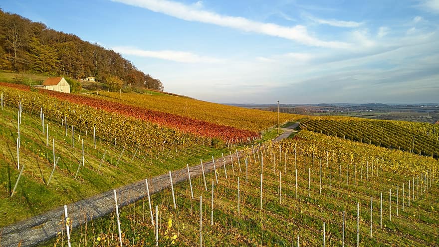Vineyard, Viticulture, Agriculture, Countryside, Nature