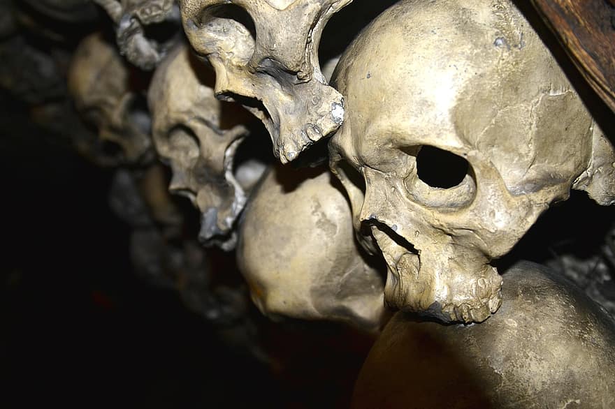 skelet-, schedel