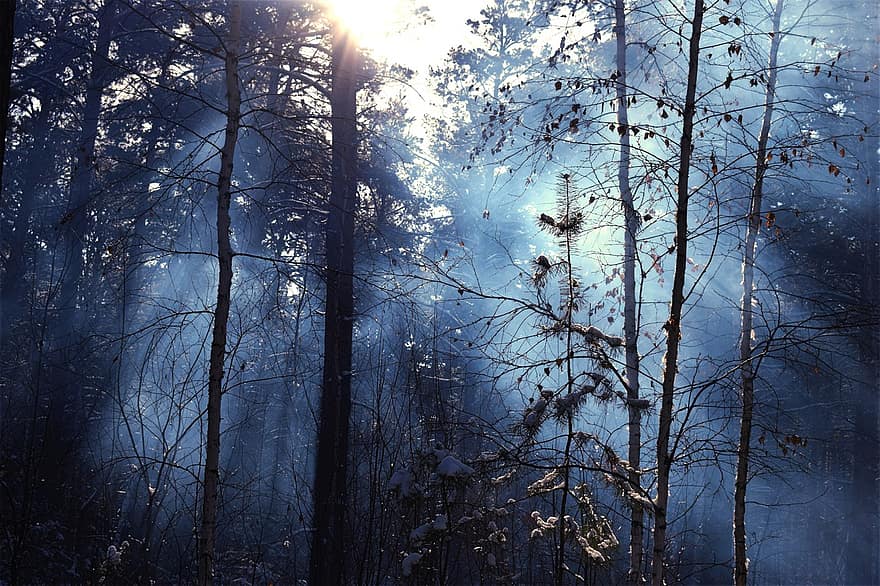dimma, träd, frost, kall, vinter-, snö, berättelse, skog, is, dis, natur