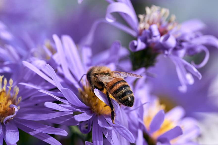 pszczoła miodna, pszczoła, kwiaty, astry, owad, zapylanie, fioletowe kwiaty, herbstaster, rośliny, ogród, Natura