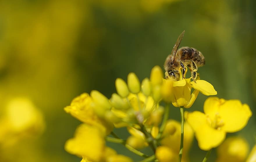 пчела, насекомое, опылять, опыление, цветок, крылатое насекомое, крылья, природа, перепончатокрылых, энтомология, желтый