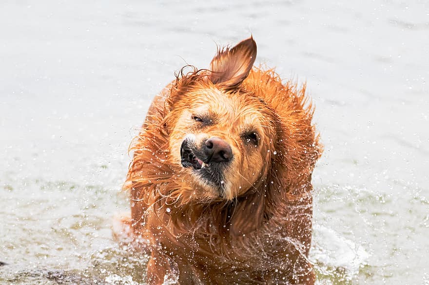 perro, golden retriever, agua, nadar, sacudir, divertido, mascota, canino, animal, mamífero, mascotas