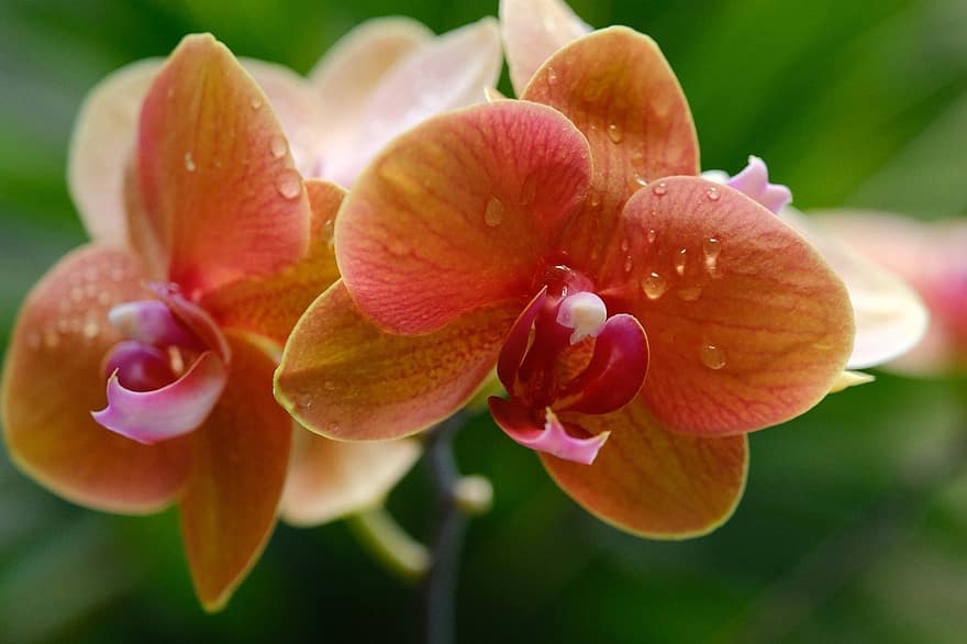 orkideer, blomster, dugg