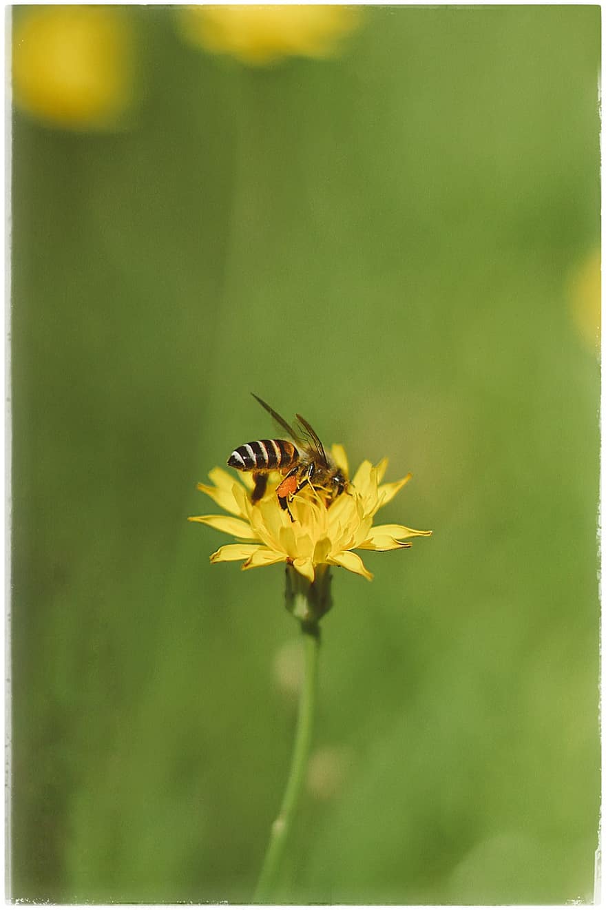 abeja, insecto, polinizar, polinización, flor, insecto con alas, alas, naturaleza, himenópteros, entomología, amarillo