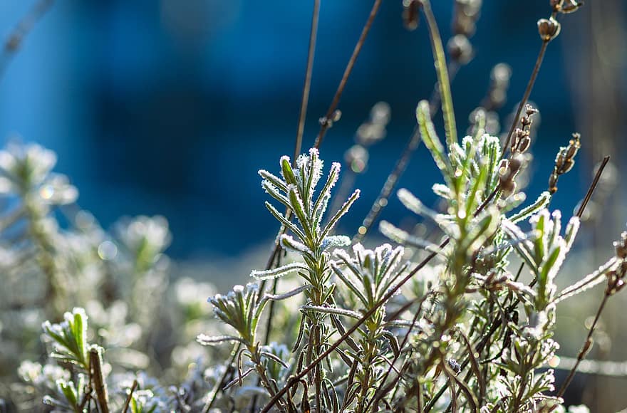 Lavender, Frost, Winter, Garden, Blossom, Bloom, Botany, Growth, Frozen, Cold