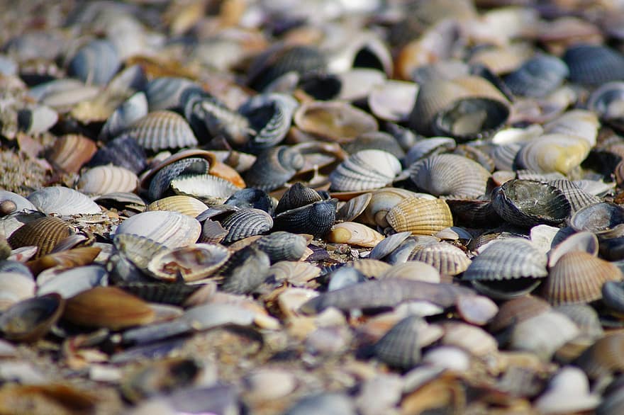 schelpen, clam shells, strand, zee
