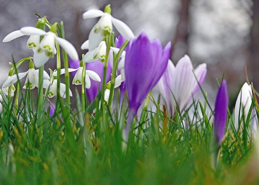 bloemen, paarse bloemen, de lente, Purper, Sneeuwklokjes En Krokus, sneeuwklokjes, krokus, witte bloemen, lente bloemen, natuur, gras