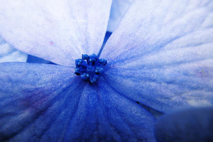 The Blue Flower, The Blue Background, Flower Background, The Blue Flower Background, Floral, Nature, Summer, Spring, Wedding, Beauty, Garden