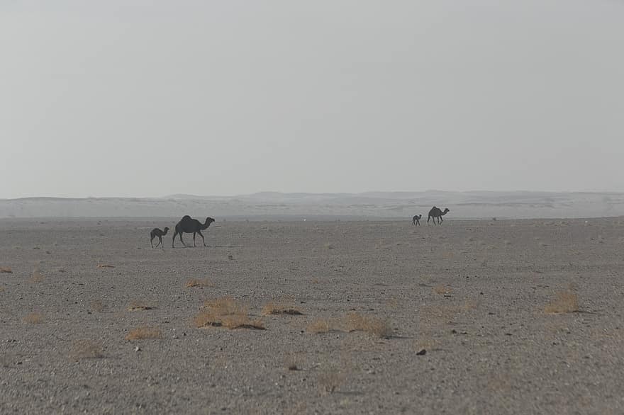 kamelen, Maranjab-woestijn, ik rende, woestijn, toeristische attractie, dieren, toerisme, reizen, natuur