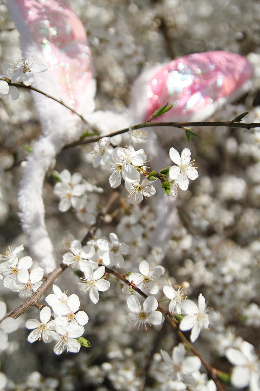 Pascua de Resurrección, Flores blancas, primavera, árbol en flor, conejo de Pascua, flor, de cerca, planta, rama, frescura, temporada