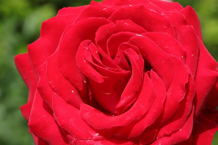 Rose, Red, Flower, Petals, Red Rose, Red Flower, Red Petals, Bloom, Blossom, Flora, Rose Petals