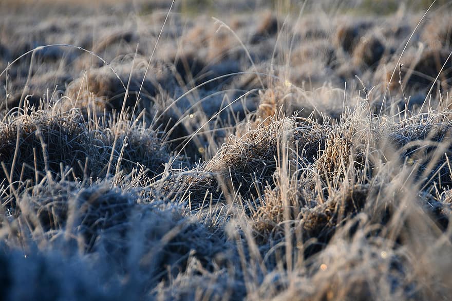 zamrzlý, tráva, mráz, mrazivý, jinovatka, Studený, zimní, travnatý, pole, zblízka, Příroda