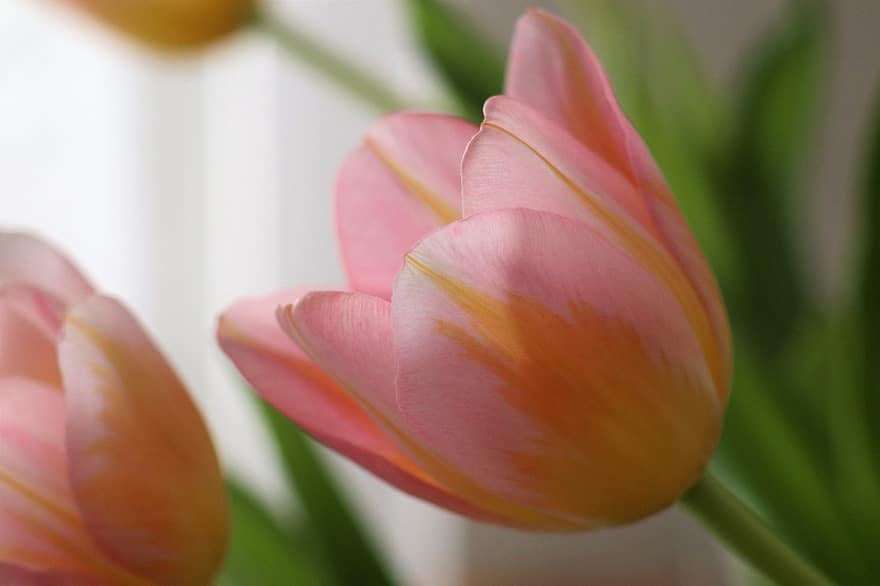 tulipan, blomst, lyserød blomst, kronblade, pink kronblade, flor, blomstre, flora, tæt på, forårsbloem, natur