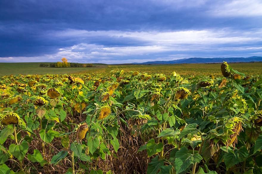 Sonnenblumen, Sonnenblumenfeld, bedeckt, Landschaft, Natur, Sibirien, ländliche Szene, Landwirtschaft, Bauernhof, Sonnenblume, Sommer-