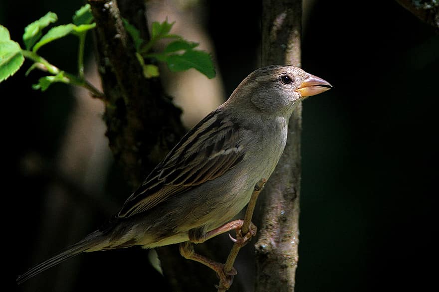 Sparrow, House Sparrow, Sperling, Branch, Bird, Nature, Animal World, Feather, Animal, Songbird, Plumage