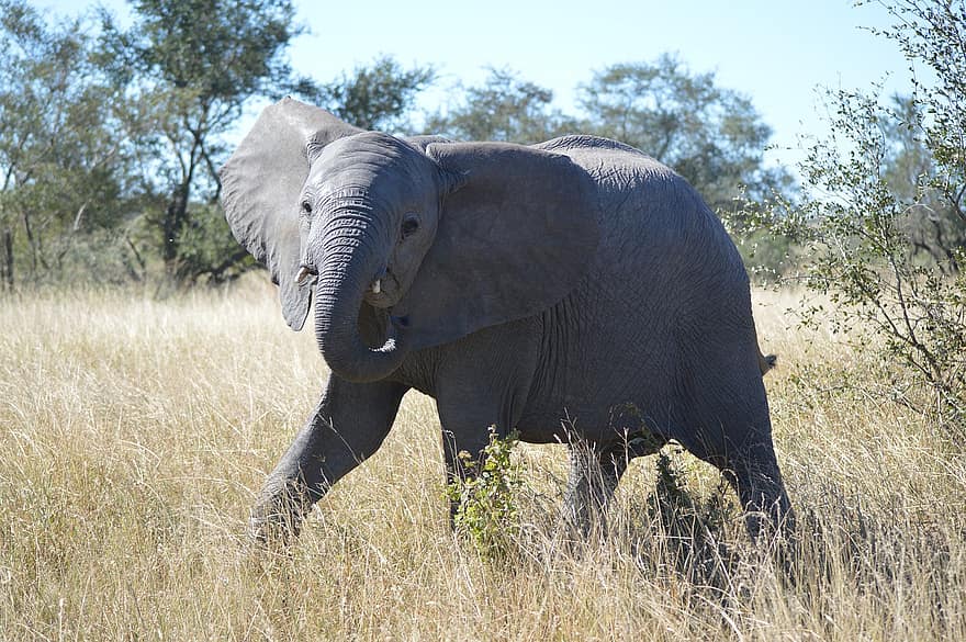 gajah, margasatwa, hewan, binatang buas, mamalia, alam, safari, sabana, taman nasional Kruger