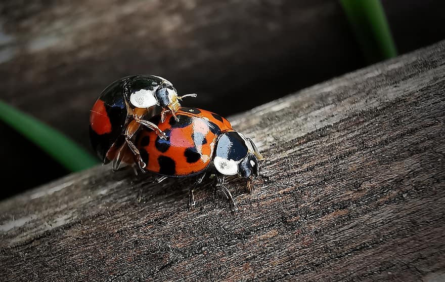 mariquita, escarabajo, insecto, multiplicación, de cerca, macro, pequeña, madera, color verde, primavera, verano