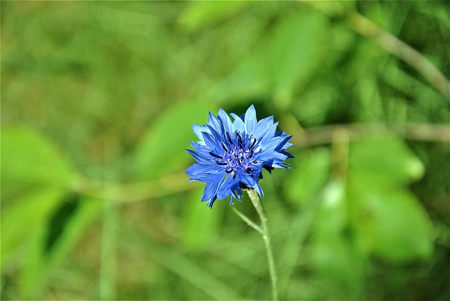 Cornflower, Flower, Plant, Blue Flower, Petals, Pistil, Bloom, Wildflower, Spring, Meadow, Nature