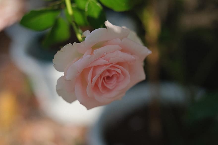 роза, цвете, цъфна роза, листенца, розови листенца, разцвет, цвят, флора, едър план, венчелистче, листо