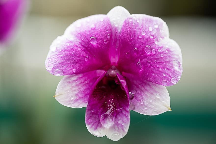 орхидея, цветок, роса, капли росы, капельки, утренняя роса, лепестки, цветение, цвести, цветущее растение, декоративное растение
