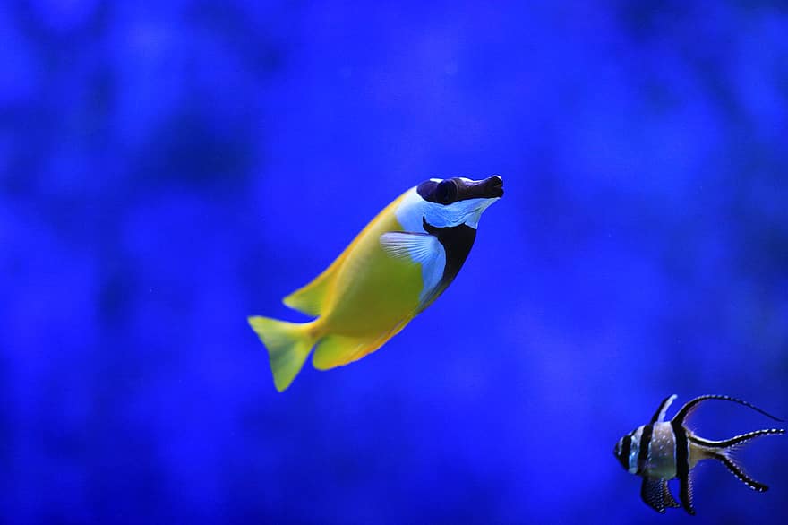 Banggai kardynał rybny, Króliczek Lisa, ryba, morze, Podwodny, ocean, woda, niebieska ryba, żółta ryba, zwierzęta morskie, wodny