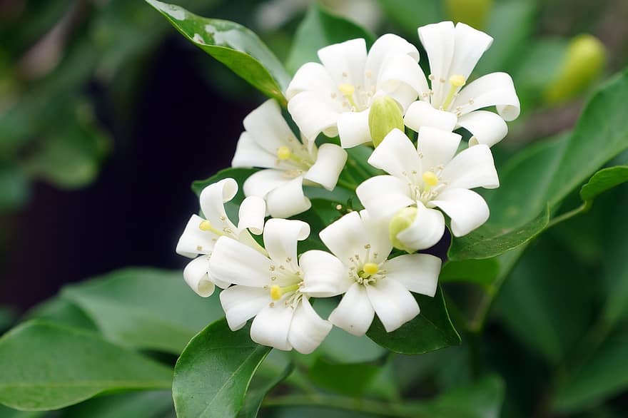 Orange Jasmine, Flower, Plant, Murraya Paniculata, Leaves, Bloom, White Flower, Nature