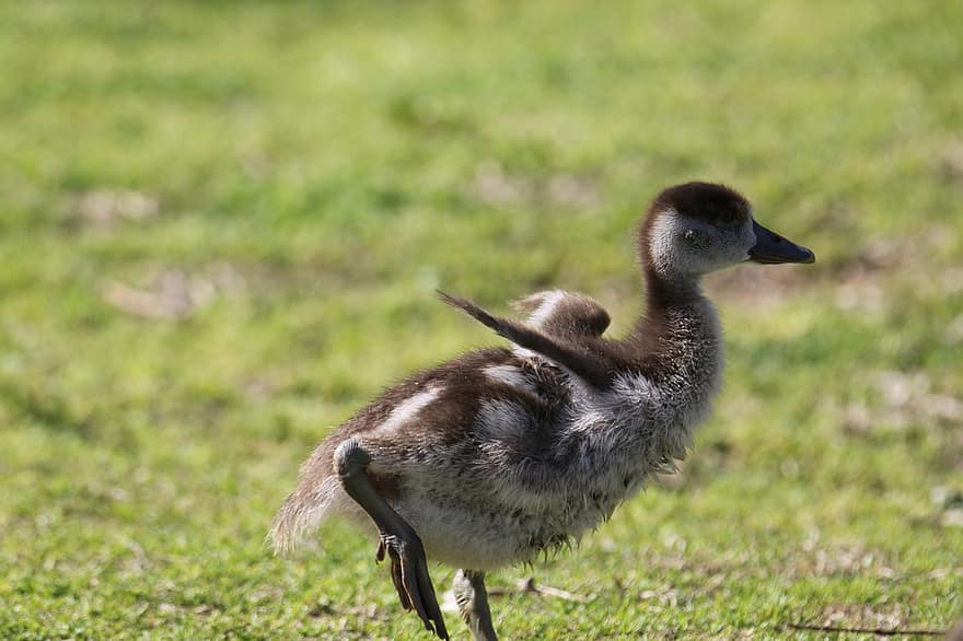 Gosling, Bird, Waterfowl, Chick, Baby Goose, Goose, Water Bird, Aquatic Bird, Animal, Plumage, Grass
