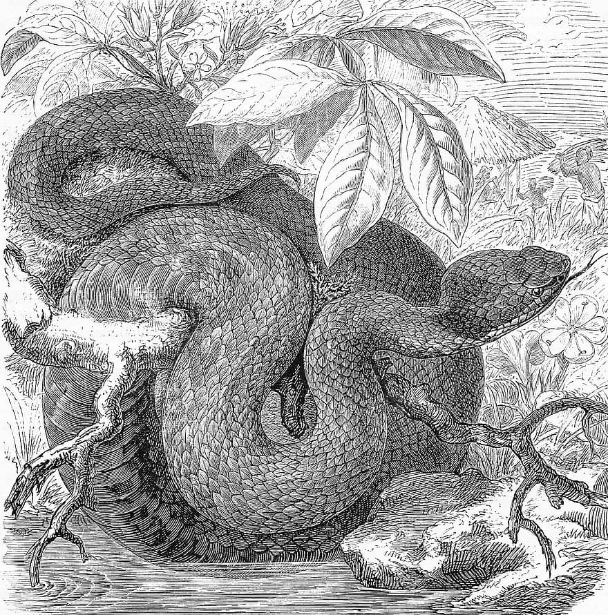 Serpent à tête de cuivre, serpent, reptile, venimeux, Balance, Écailles de serpent, peau de serpent, écailleux, animal, la nature, dessin au trait