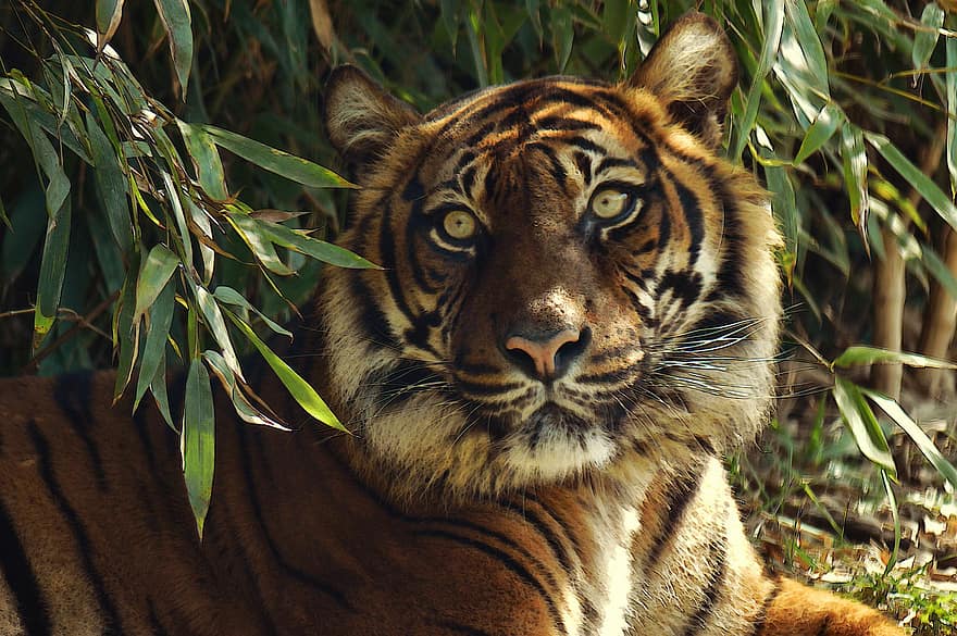 тигр, котячих, тигр суматран, Суматра, зоопарк