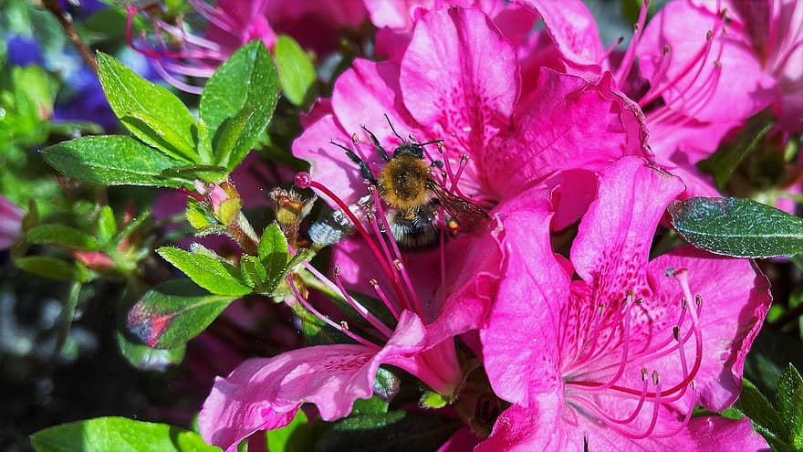 azalea, abeja, polinización, las flores, insecto, cereal, Flores rosadas, naturaleza, jardín, de cerca, flor