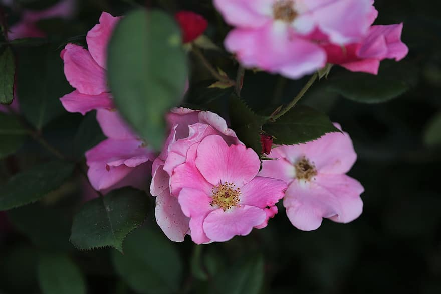 Роза 'лавандула мечта, цветя, растение, розови цветя, храст, листенца, разцвет, флора, природа, цвете, едър план