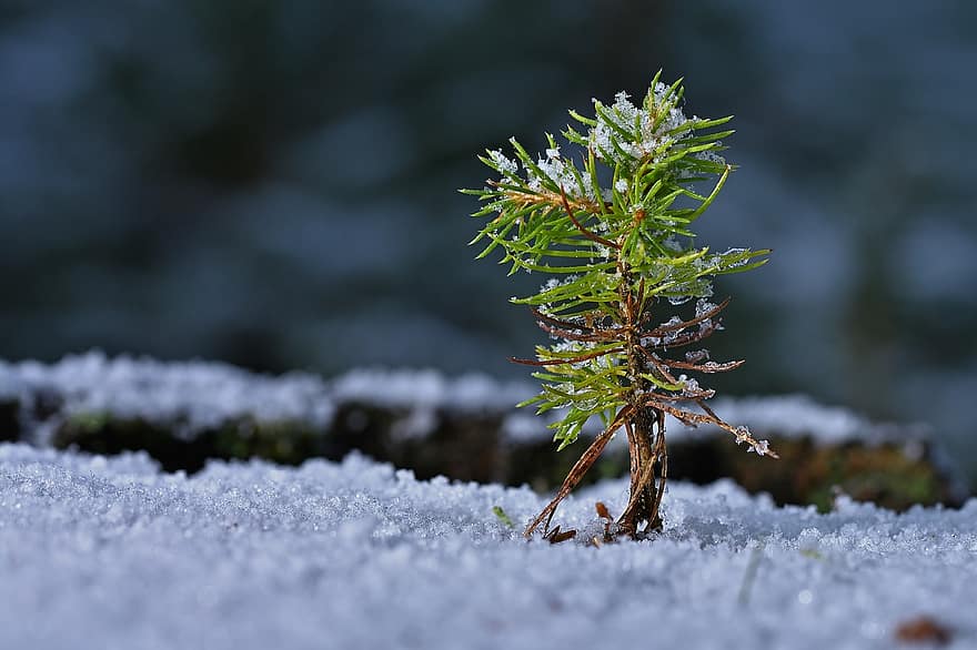 invierno, planta de semillero, crecimiento, árbol joven, nieve, Nevado, escarcha, frío, escarchado, invernal, de cerca