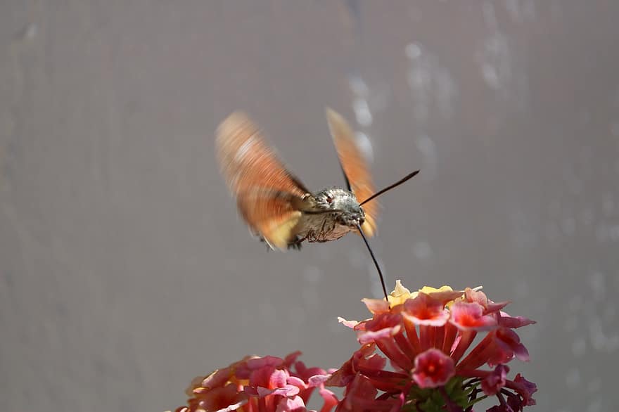 falcó-colom amb colibrí, insecte, flor, volant, ales, planta, jardí, naturalesa