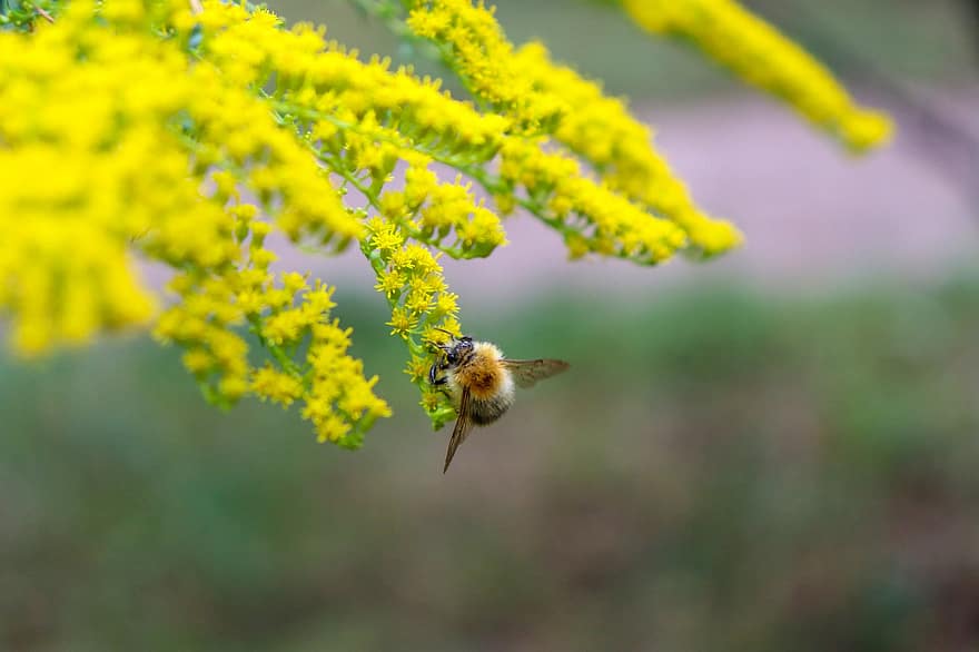 mehiläinen, hunajamehiläinen, hyönteinen, kasvi, pölytys, kultapiisku, kukka, kukinta