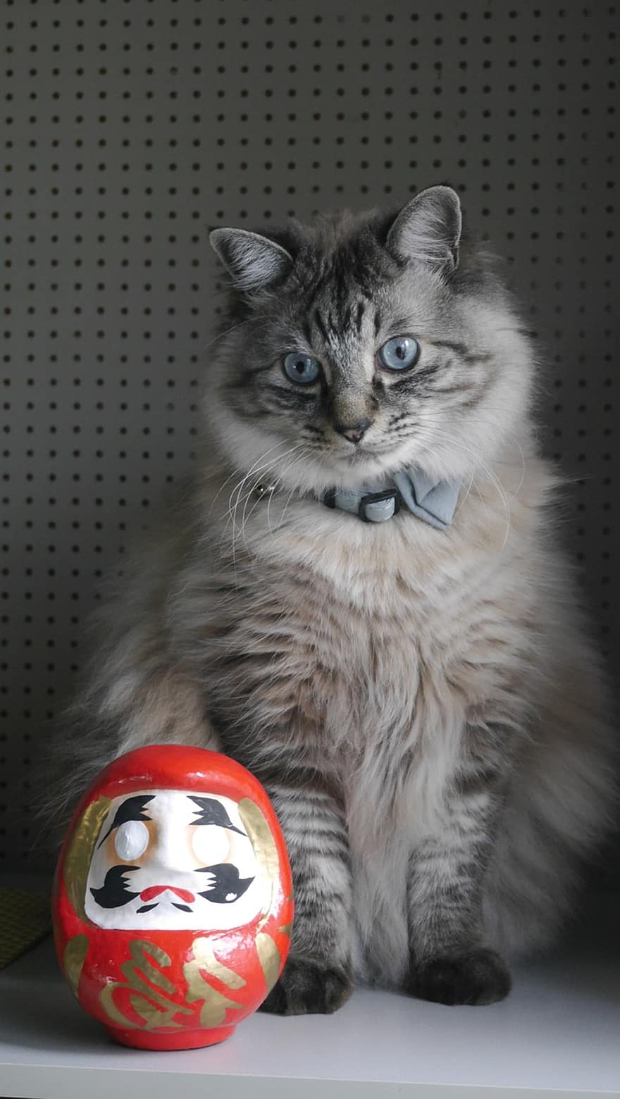 kucing, membelai, boneka daruma, Shirakawa Daruma, Kesenian rakyat, kerajinan tradisional, Jepang, kerajinan tangan, jimat, pesona keberuntungan, hewan