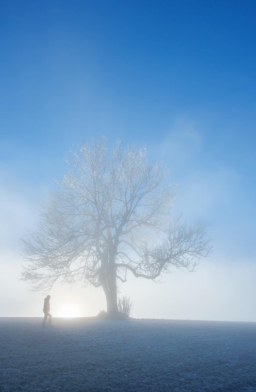 névoa, inverno, geada, frio, luz de fundo, árvore