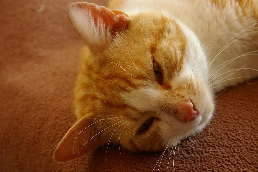 imbiero katė, tingus, katė, šluotelė, oranžinė, žinduolių, naminių gyvūnėlių, kačių, atsipalaiduoti, pūkuotas