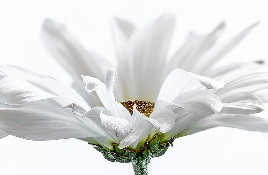 květ, okvětní lístky, bílá květina, rostlina, detailní