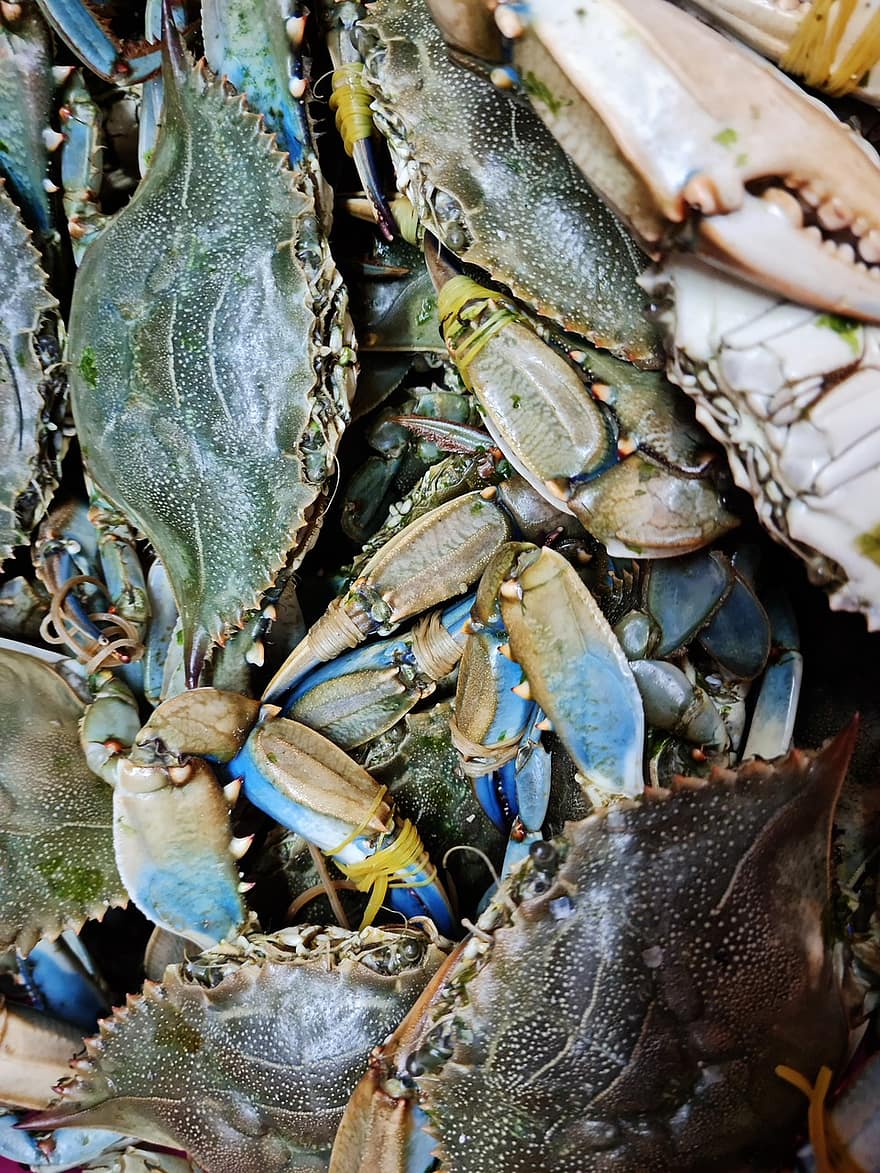 blå krabbe, fisk og skaldyr, mad, sund og rask, friskhed, klo, tæt på, krabbe, gourmet, krebsdyr, måltid
