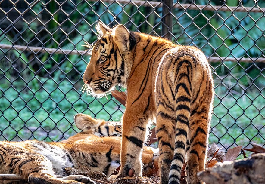 Tigre malais, tigre, lionceau, félin, chat sauvage, fourrure rayée, mammifère, animal, animal sauvage, le monde animal, faune