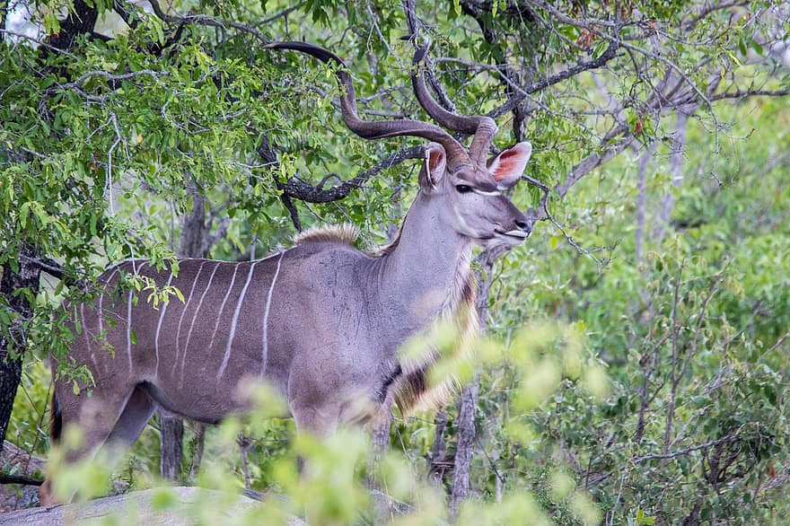 kudu, antilope, horn, pattedyr, dyr, fauna, dyr verden, dyreliv fotografering, dyreliv, natur